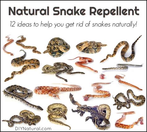 How To Repel Snakes The Housing Forum