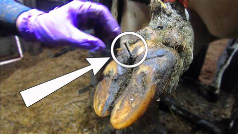 Huge Rusty Nail Pulled From Cows Foot The Hoof Gp Youtube