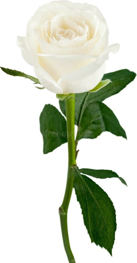 Single White Rose Isolated On White Background Stock Image Image Of