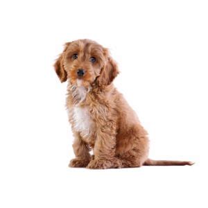 Cockapoo Miniatures Suffer From Separation Anxiety Trending Breeds