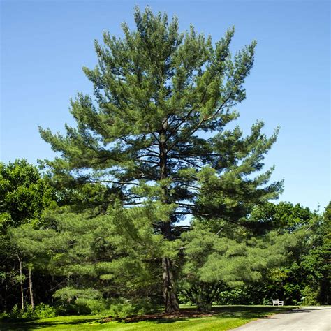 Eastern White Pine Trees For Sale