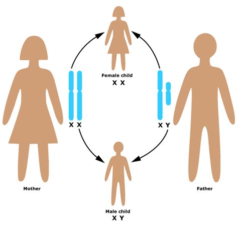 Role Of Hormones In Initiating Reproductive Function Learn Biology