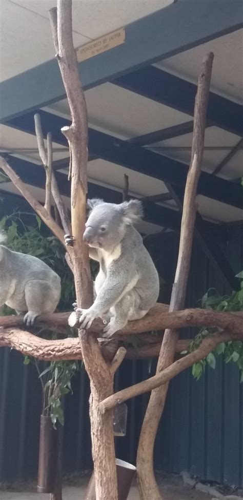 Lone Pine Koala Sanctuary Brisbane 2019 All You Need To Know Before
