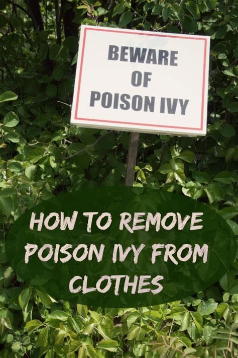 Poison ivy is an invasive plant, and touching it almost always leads to a painful rash. How to Remove Poison Ivy from Clothing