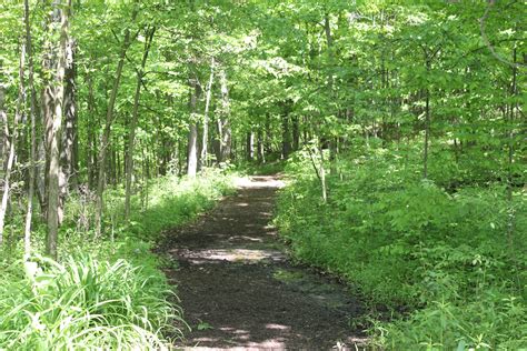 Filecherry Hill Nature Preserve Walking Path