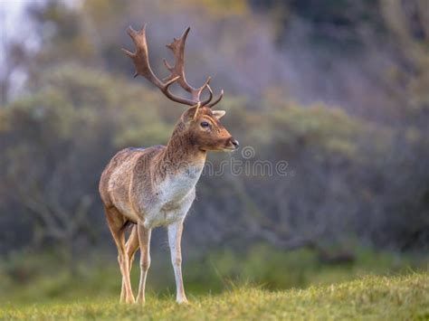 Male Fallow Deer Stock Image Image Of Deer Outside 10659165