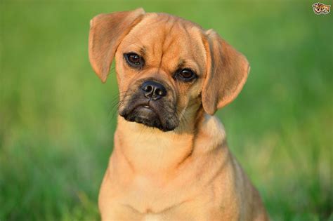 Puggle Dog Breed Facts Highlights And Buying Advice Pets4homes