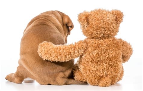 15 Cute Teddy Bear Dog Breeds These Pups Look Like Cuddly Toys