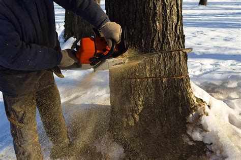 We did not find results for: 6 Reasons Why a Tree Needs to Be Cut Down - Tree Surgeon ...
