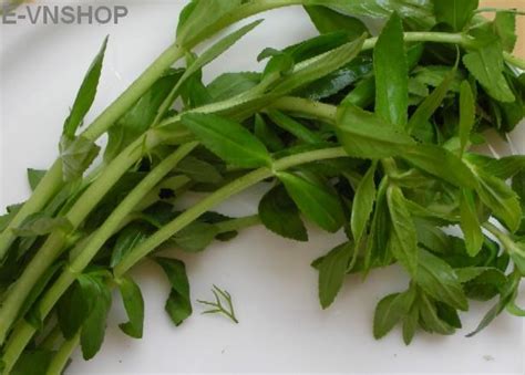 Хэ хуа / he hua feng ping. CÂY CỎ vn CHỮA BỆNH UNG THƯ GAN B,C vì những người phụ nữ ...