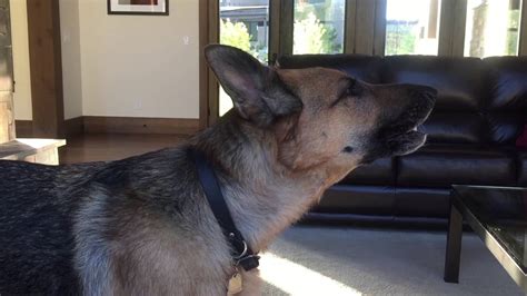 German Shepherd Howling Youtube