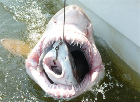 Is Eating Sand Tiger Sharks Safe Exploring The Nutritional Benefits