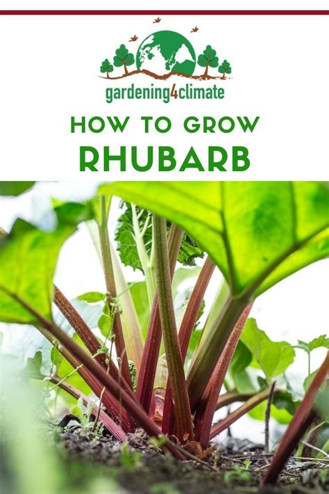 Growing Rhubarb Is Easier Than You Might Think In 2020 Growing