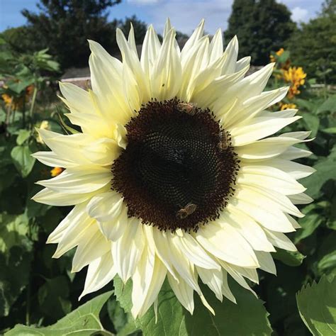 100pcs Italian White Sunflower Helianthus Debilis Rare Etsy