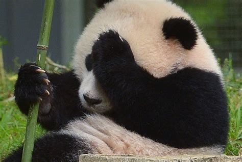 Chinas Giant Pandas Emergency Declared As Canine Distemper Virus