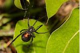 The latrodectus, or black widow spider, is a species of highly venomous spider from the theridiidae family. How To Teach Your Children About Black Widows To Stay Safe ...