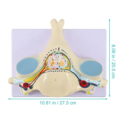 CERVICAL VERTEBRA ARTERIA Spine Spinal Nerves Anatomical Anatomy Model For EUR PicClick IT