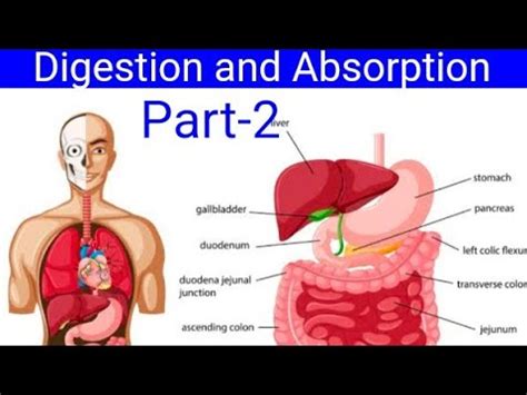 Human Physiology Part 2NCERT Digestion And Absorption Easy Explanation