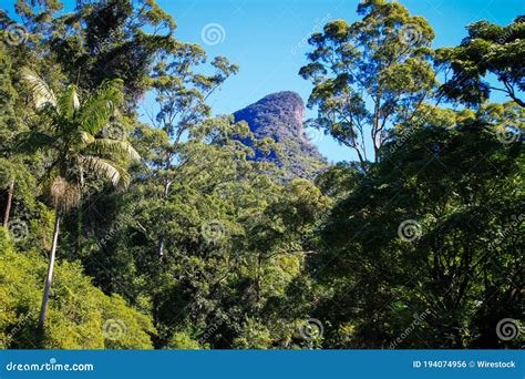 Beautiful Shot Of Gondwana Rainforests Of Australia Stock Photo Image