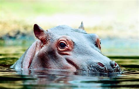 Un Sanctuaire Pour Hippopotames Au Niger Pour Préserver Ces Animaux Des