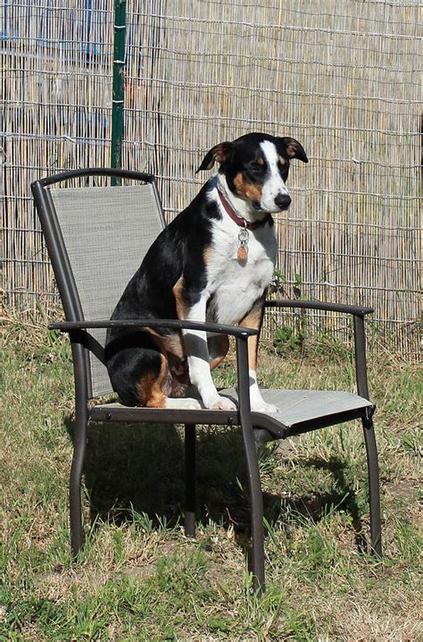 Dog Sitting On Chair 2 Photograph By Ron Mcmath Fine Art America
