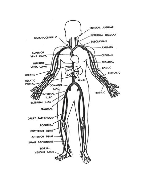 Figure 23 Principal Veins Anatomy And Physiology Related To