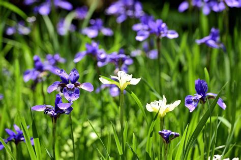 Japanese Irises A Delicate Icon Of Summers Beginnings Matcha
