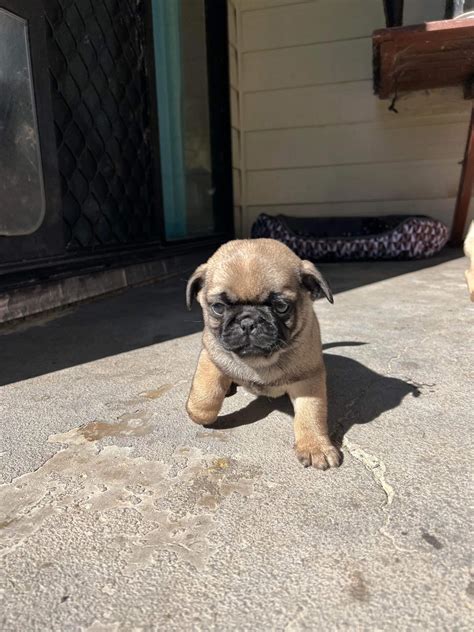 Pug - Fortitude Valley QLD - PetsForHomes