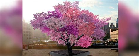 This Magical Tree Produces 40 Different Types Of Fruit Science Metro