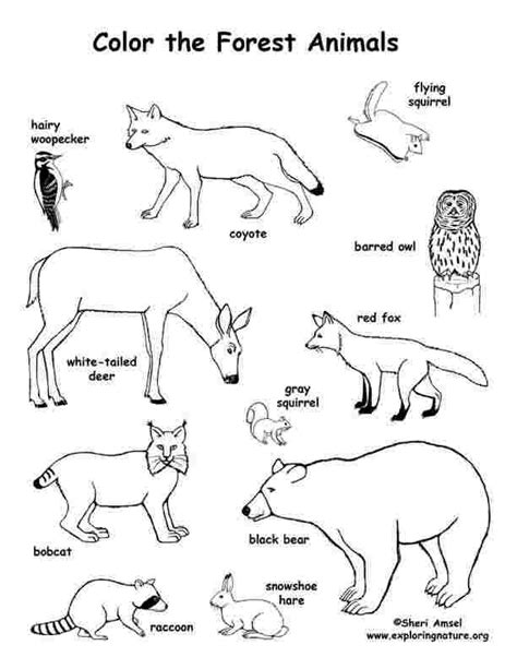 Forest Coloring Pages With Animals Forest Animal Crafts Forest