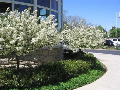 Crabapples Trees On The Move