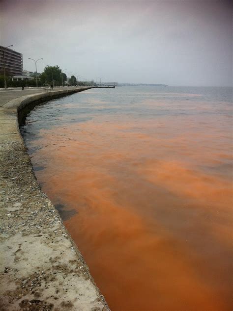 Red Tide Effect At Thermaikos Bay A Strange Phenomenon Occ Flickr
