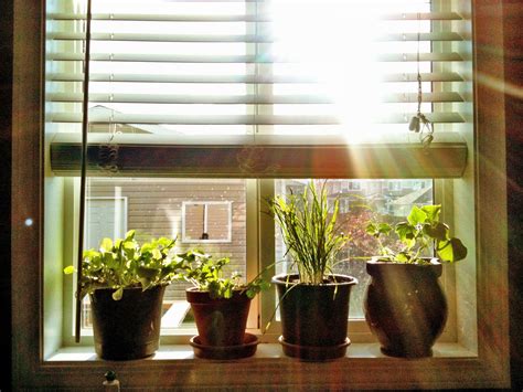 How To Grow Vegetables Indoors