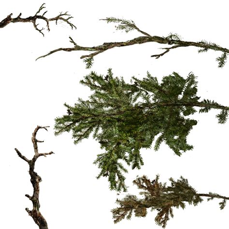 Branch Tree Twig Fir Tree Png Download 10241024 Free Transparent