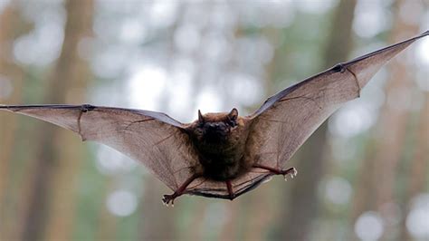 Pekapeka Longtailed Bat Envirohub