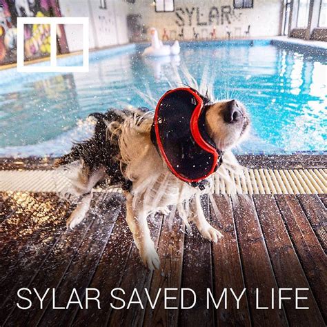 Sylar Saved My Life My Dog Saved My Life This Man In China Says So
