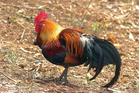 17 Best Images About Jungle Fowl On Pinterest Dark Brown Grey And