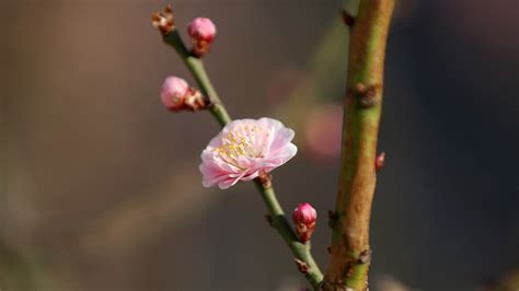 Beijings Plum Blossoms The Pink In Spring Cgtn