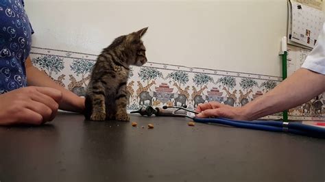 Rescued Stray Kitten Is Sick And Visits Veterinarian Youtube