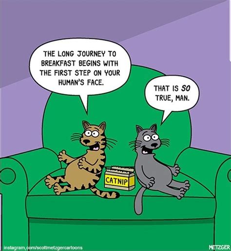 Pin By Sandy Ayres On Cats Furry Rulers Of The World Cat Jokes Cat
