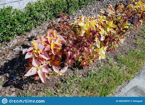 Coleus Scutellarioides Imagem De Stock Imagem De Nave