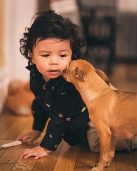 Best Small Dog Breeds For Kids Archives Dogs Lovers Blog
