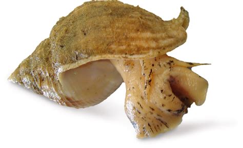 buccin bourgot escargot de mer grossiste pêcherie manicouagan