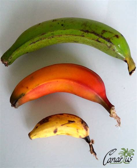 A Rainbow Of Bananas In 2021 Banana How To Grow Bananas Musa Banana