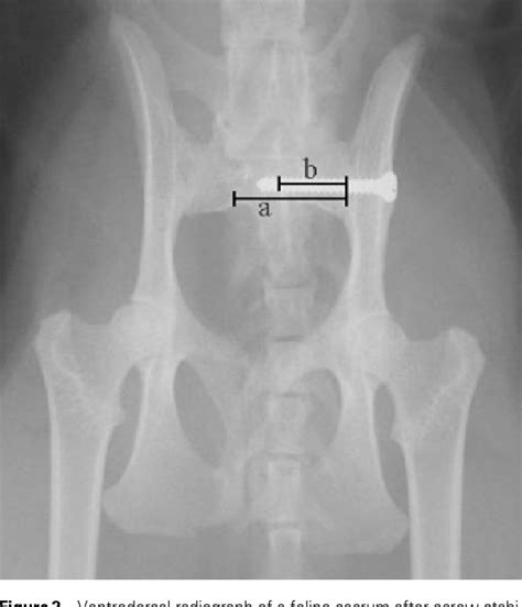 Stabilization Of Sacroiliac Luxation In 40 Cats Using Screws Inserted