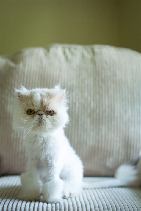 Persian cat breeder sue johnson of cozy kittens cattery has been breeding beautiful persians for years, including mr. Purebred Cats For Sale