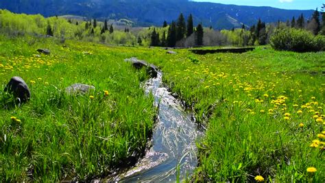 Video Of A High Elevation Mountain Stream Gentle Flow Around Meadow