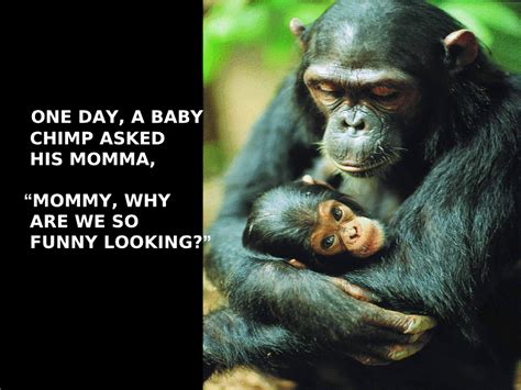 Welcome Joke ~ Baby Chimp And Mum