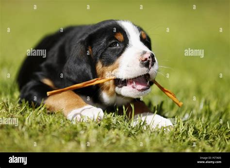 Greater Swiss Mountain Dog Puppy In The Countryside Stock Photo Alamy