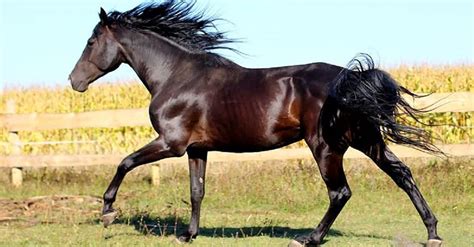 The 18 Most Common Horse Colors